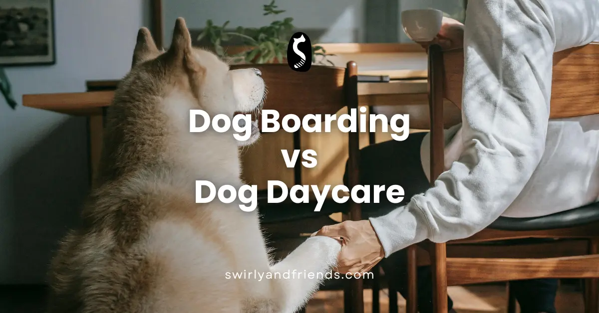 Dog Boarding and Doggy Daycare What's the Difference?